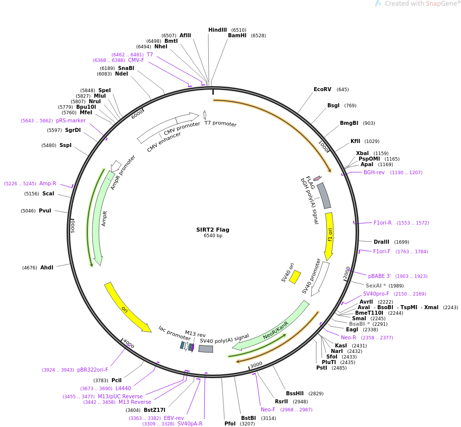 SIRT2 Flag质粒图谱